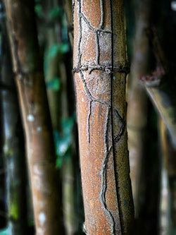 Bamboo_20161214_SM