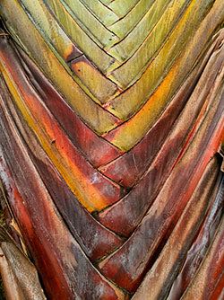 Traveller&#39;sPalm_20160513_SM